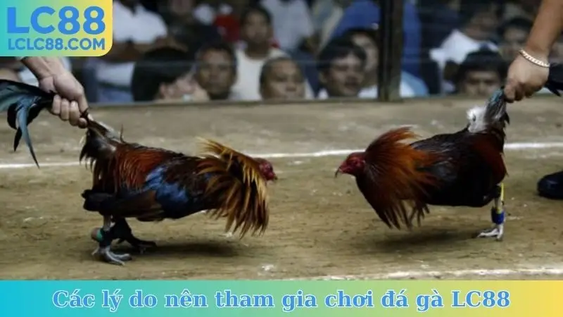 Các lý do nên tham gia chơi đá gà LC88