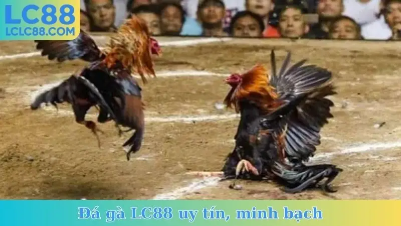 Đá gà LC88 uy tín, minh bạch